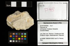 Foto (Objekt + Etiketten) von Pithonoton sp. 